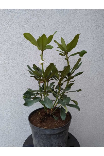 Рододендрон Нова Зембла - 5л/вис.40-50см/Ø30-40см/4роки